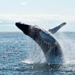 Ethereum Whale Buys $187 Million ETH In 3-Day Spree