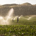 Farmers walk through a field being irrigated.